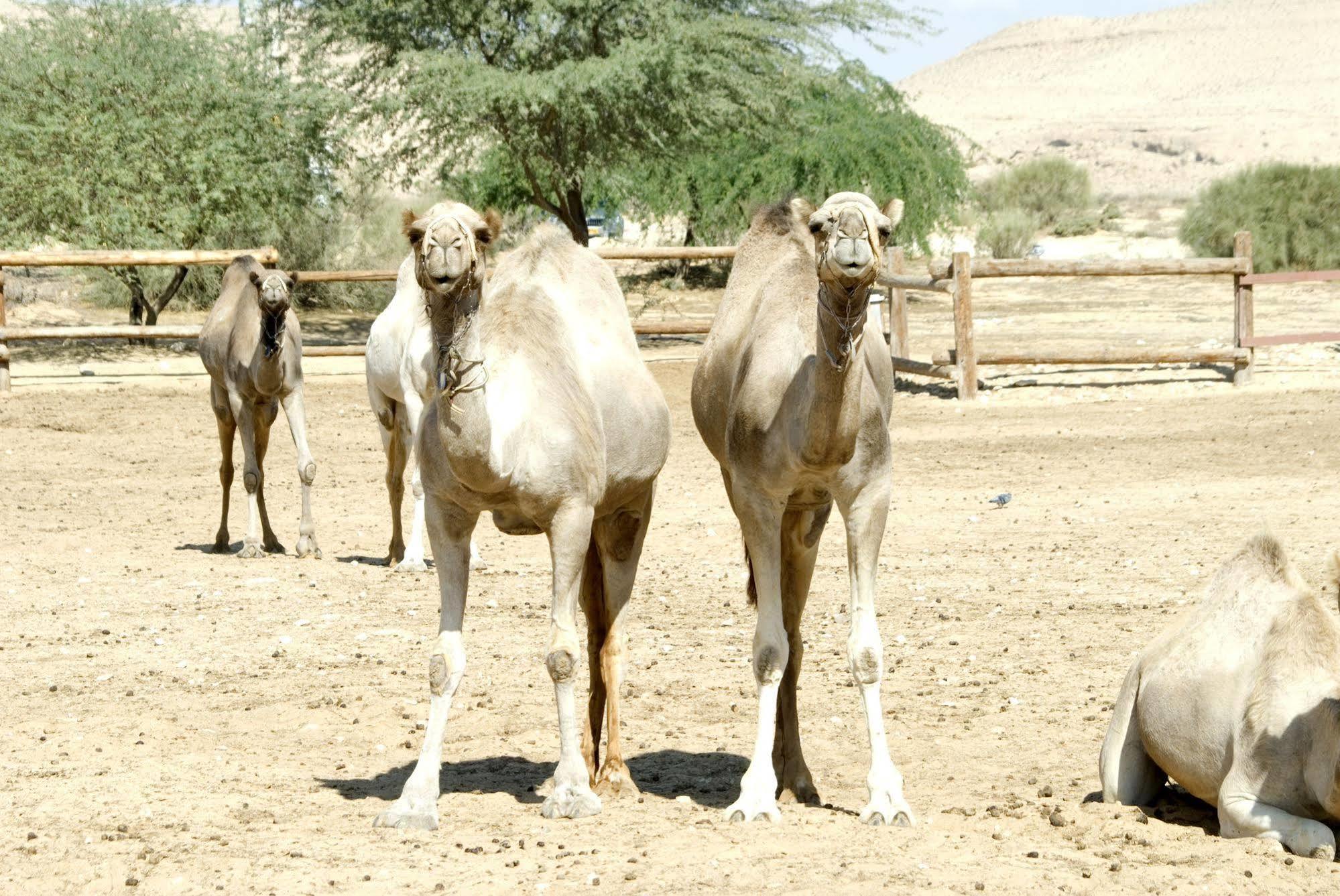 Negev Camel Ranch Villa Dimona Exterior photo
