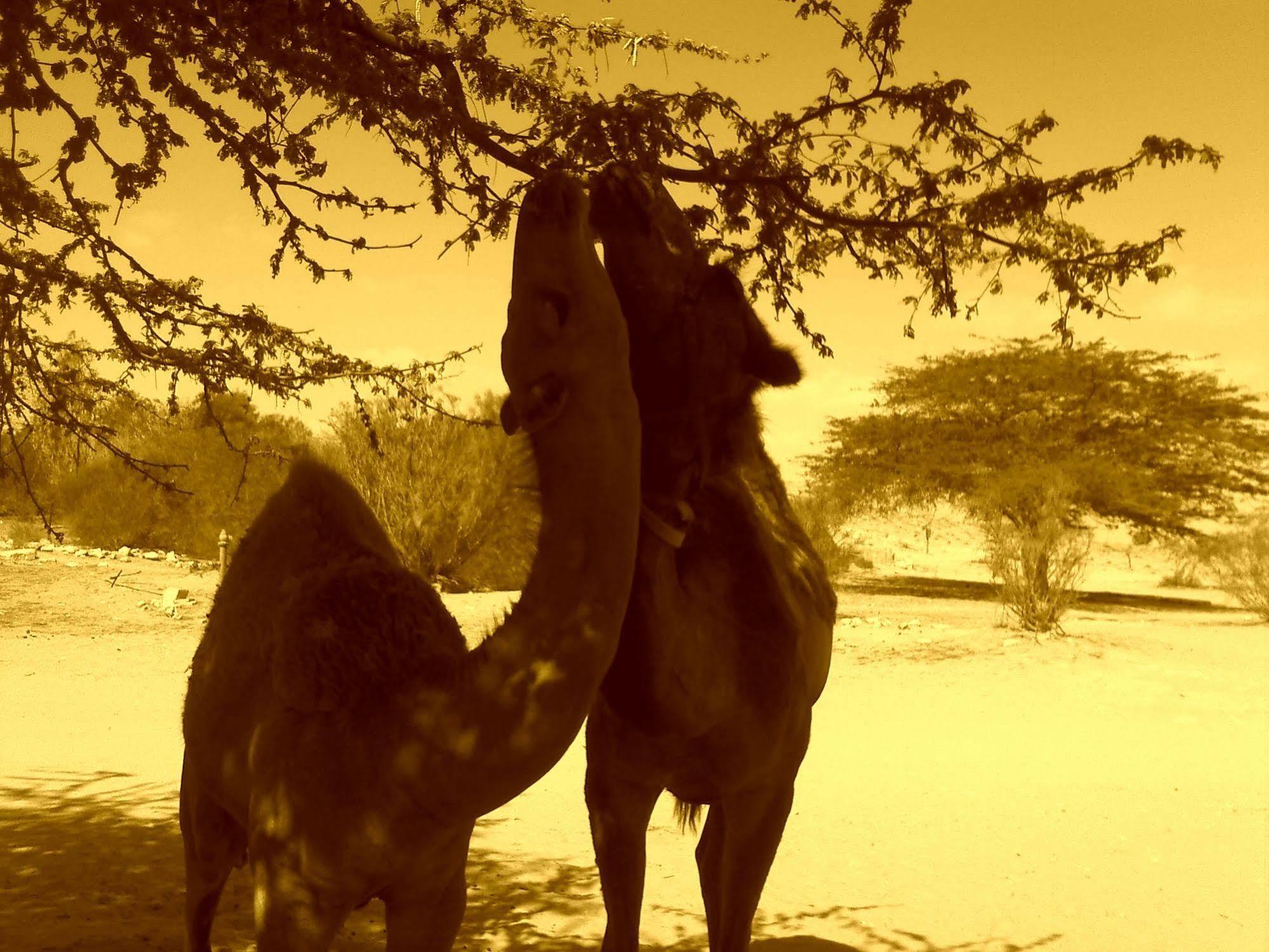 Negev Camel Ranch Villa Dimona Exterior photo